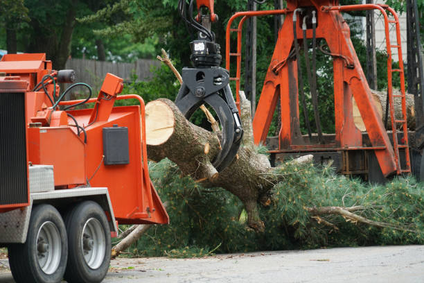 Large Tree Removal in Harrisburg, AR